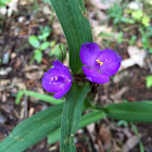 Spiderwort?