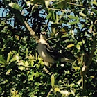 Northern Mockingbird