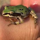 Pacific Chorus Frog