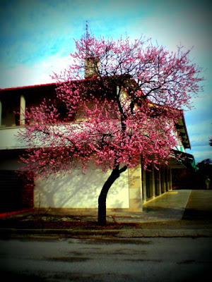 Primavera in città di silvietta