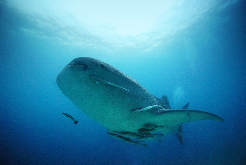 Sharksuckers and Whale Shark