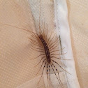 House centipede