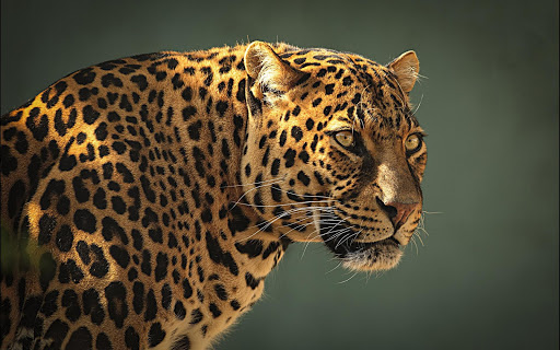 Leopard Live Wallpaper