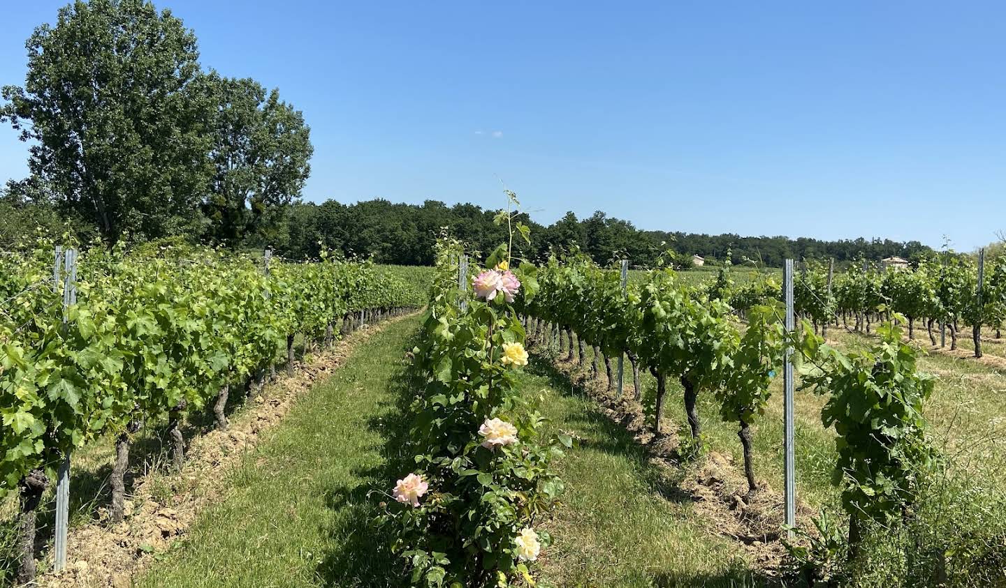 Vineyard Bordeaux