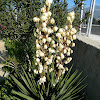 Common yucca (Γιούκα)