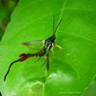 Clearwing Moth