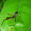 Clearwing Moth