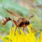 Thick-headed fly