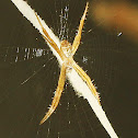 Signature Spider