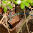 Six-lined Racerunner