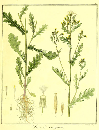 Senecio vulgaris