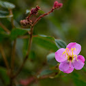 Wild Pink Flower