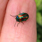 Rainbow Leaf Beetle