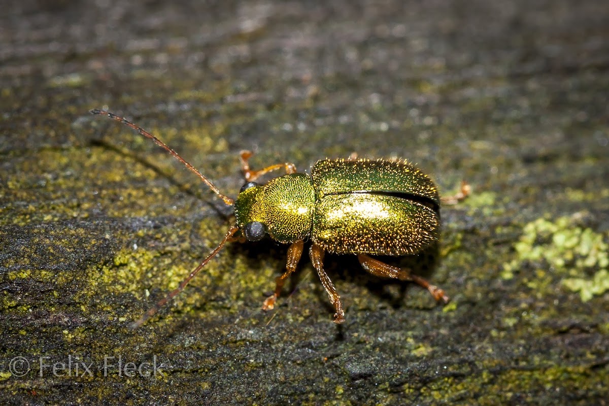 Edusella Leaf Beetle