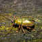 Edusella Leaf Beetle