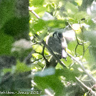 Great Tit