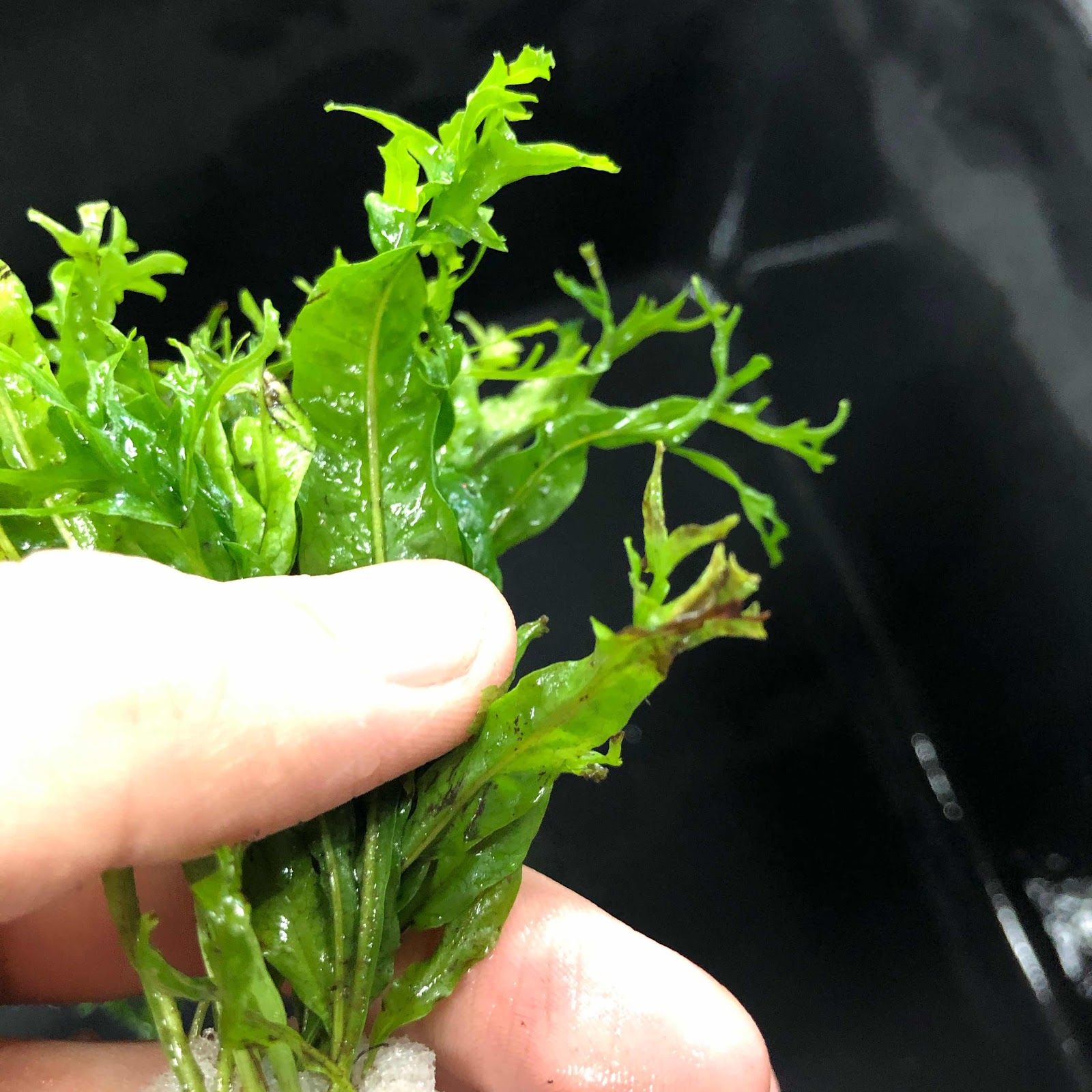 アクアテイク ｅ ブログ スネール コケ根絶を目指して 水草販売水槽改善中です