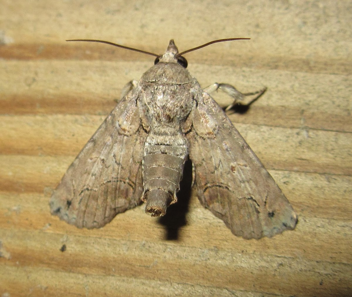 Large Paectes Moth