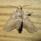 Large Paectes Moth