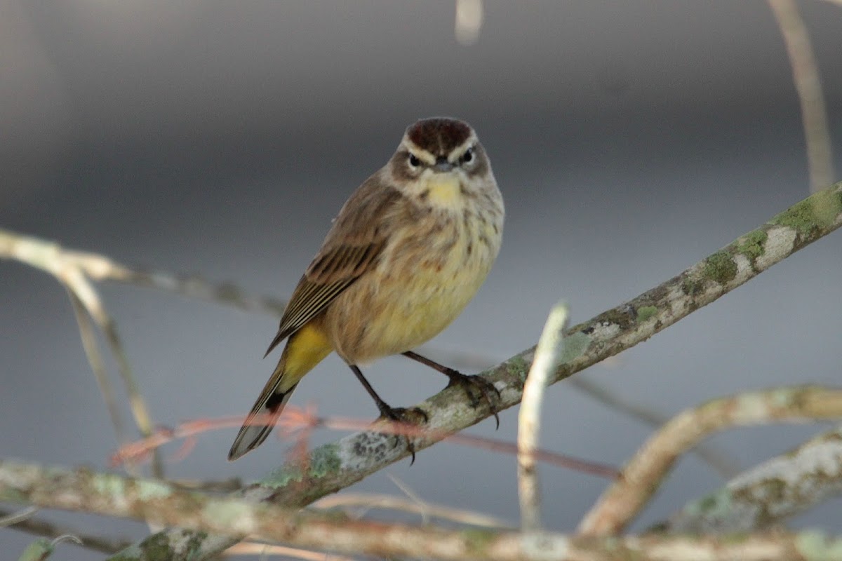 Palm Warbler