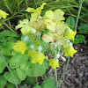 Tibetan Cowslip