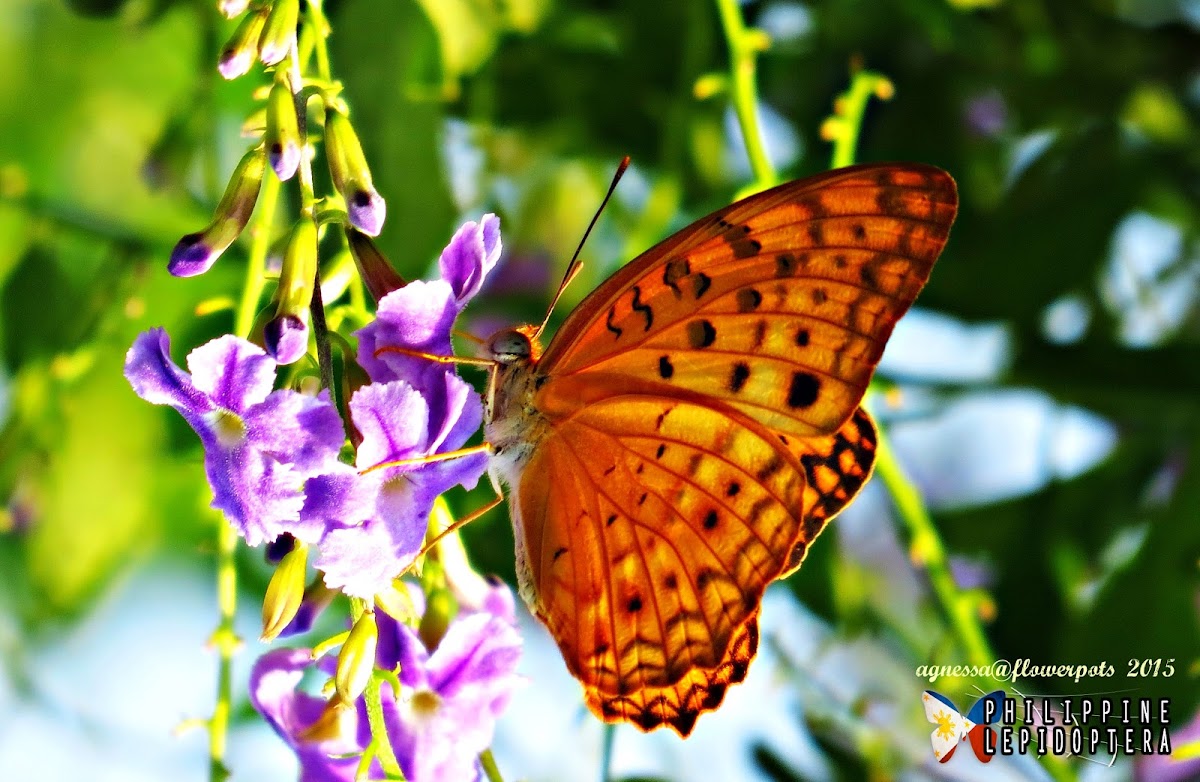 Common Leopard