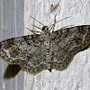 Unadorned carpet moth