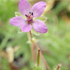 Crane's Bill Geranium