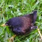 Myna