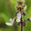 Spurflower