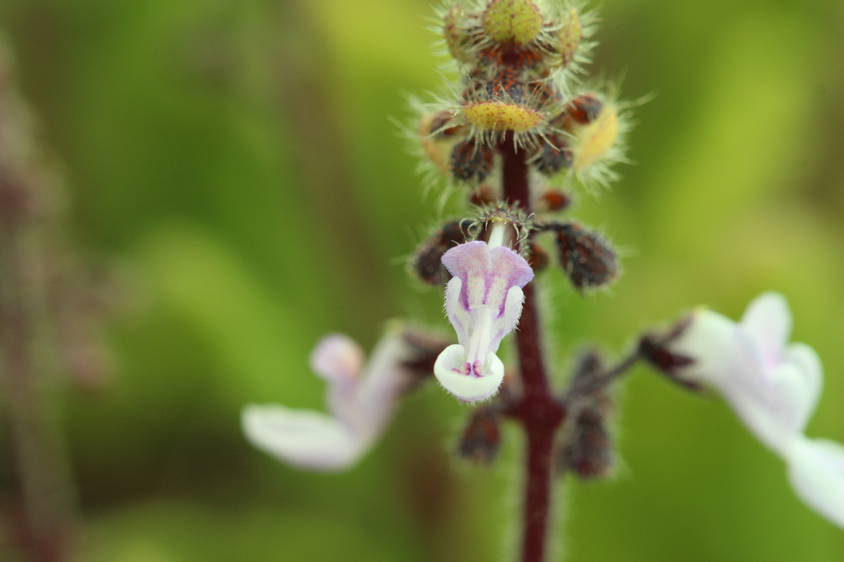 Spurflower