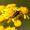 Margined Leatherwing Beetle