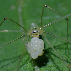 Cellar Spider