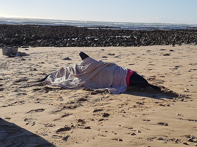 An adult female Common Dolphin was rescued at Cape Recife in Port Elizabeth and released back at sea.