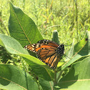 Monarch butterfly