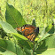 Monarch butterfly