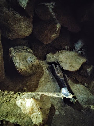 Ruakuri Cave Moa Bone Fossil