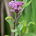 Monarch Butterfly Caterpillar