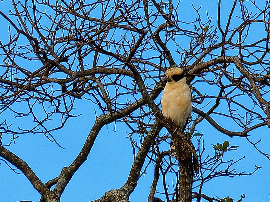 Acauã(Laughing Falcon)