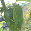 California Angel-Winged Katydid