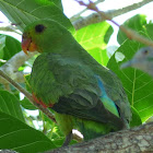 Red-winged Parrot (juvenile)