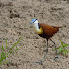 African Jacana