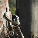 Pied Butcherbird