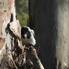 Pied Butcherbird