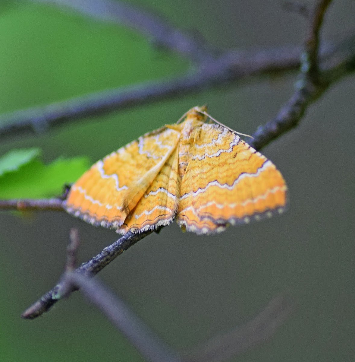 Yellow Shell