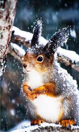 Winter Squirrel live wallpaper