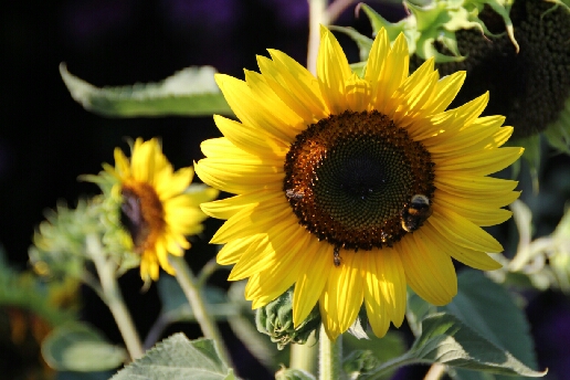 Girasole egocentrico di GianniCito