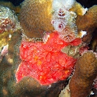 Red Encrusting Sponge