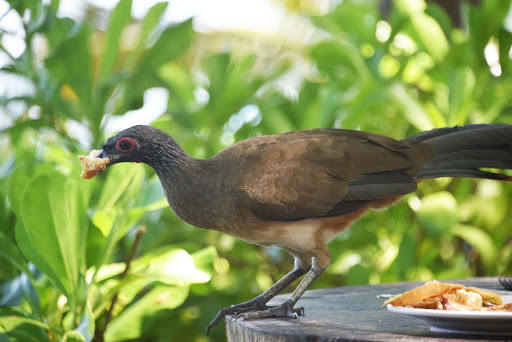 Bird in PV.jpg - Here's what they call a Mexican chicken. They seem to be all over the beaches in the Puerto Vallarta area.