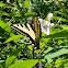 Western tiger swallowtail